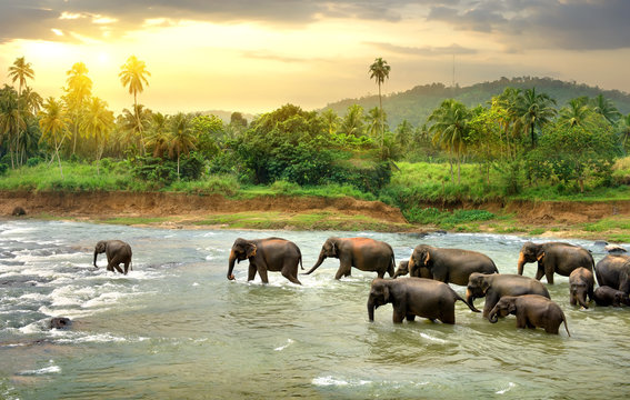 Sri lanka Tour